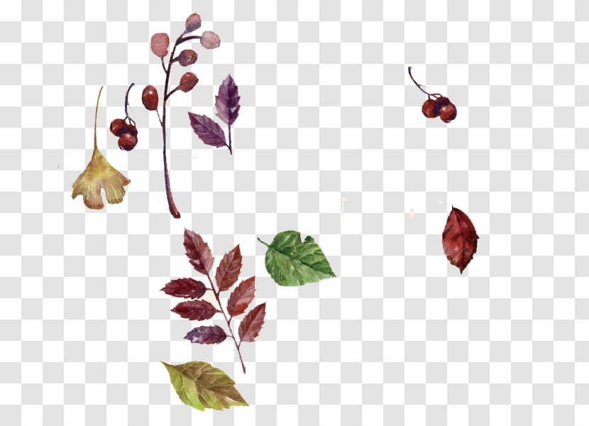 Watercolor Painting Autumn Deciduous - Creative Leaves Transparent PNG