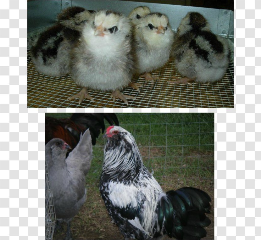 Rooster Leghorn Chicken Asil Silkie Feather - Softcoated Wheaten Terrier - Hen Species Transparent PNG