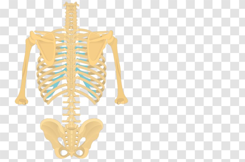 Lumbar Vertebrae Longissimus Thoracic Vertebral Column Anatomy - Tree - Cartoon Transparent PNG