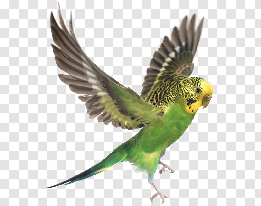 Budgerigar Parrot Lovebird Cockatiel - Wildlife Transparent PNG