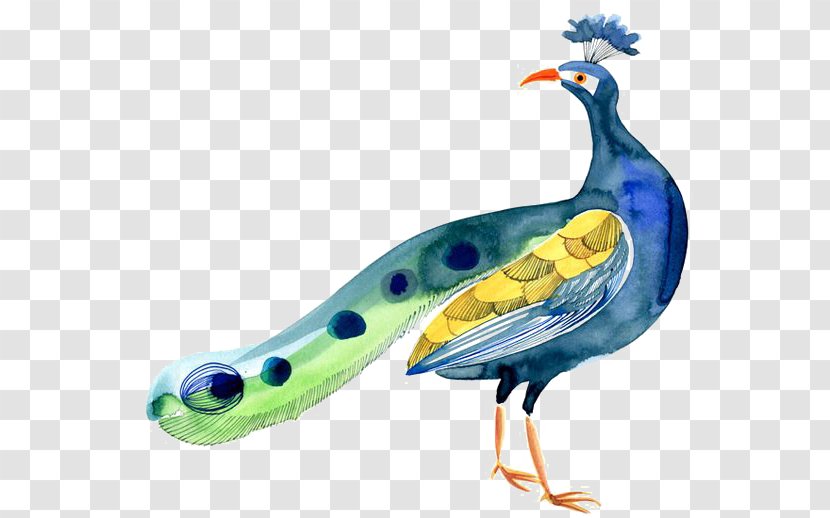 Bird Peafowl - Coreldraw - Peacock Transparent PNG