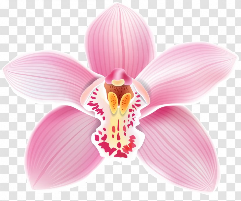 Clip Art Vector Graphics Image Cattleya Loddigesii - Flower Top Transparent PNG