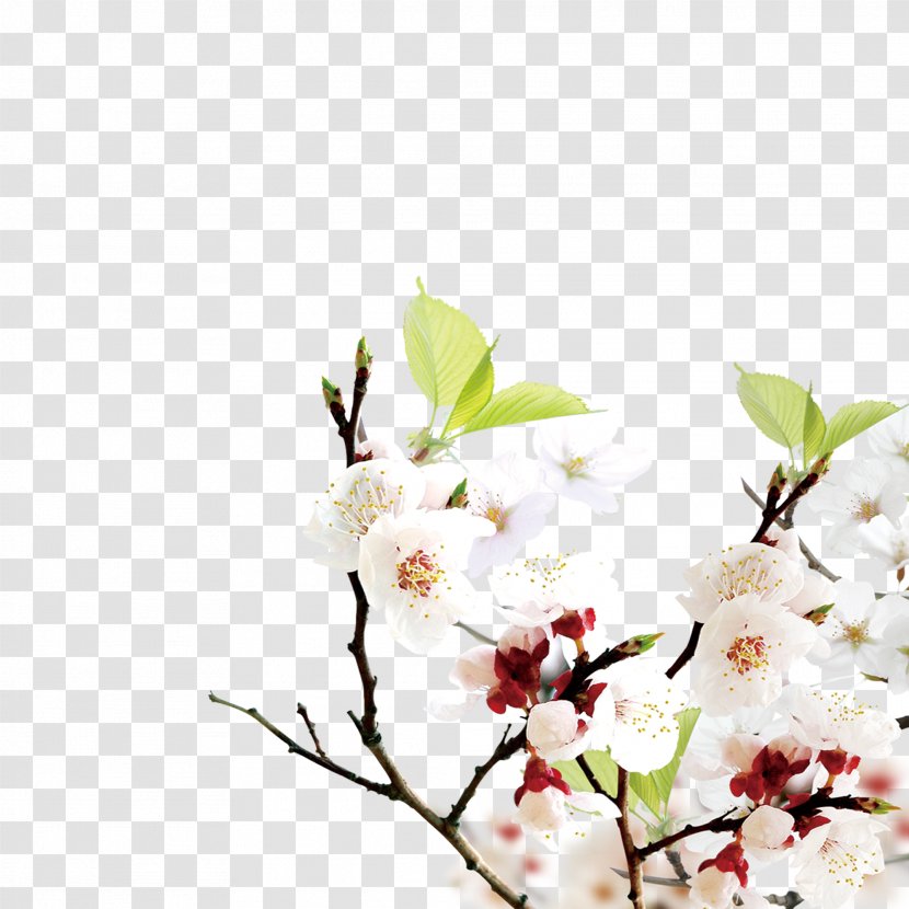 Poster Desktop Wallpaper Download - Flower - Pink Flowers Transparent PNG