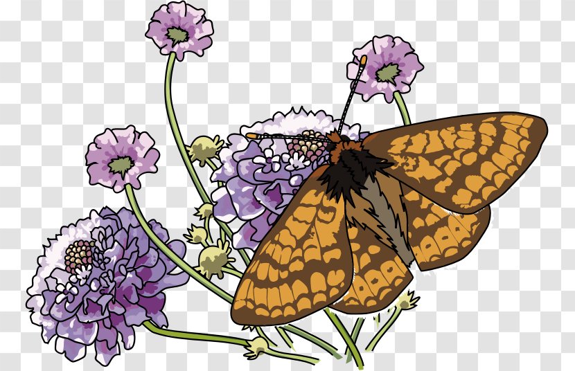Monarch Butterfly Flower Marsh Fritillary Insect - Papillon Dog Transparent PNG