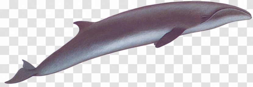 Porpoise Right Whales Tucuxi Common Bottlenose Dolphin Cetacea - Pygmy Whale Transparent PNG