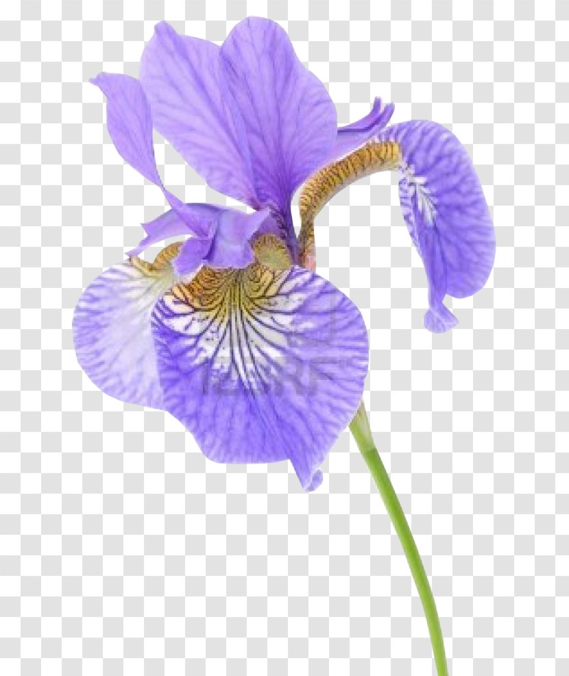 Iris Versicolor Flower Data Set Stock Photography Sibirica Transparent PNG