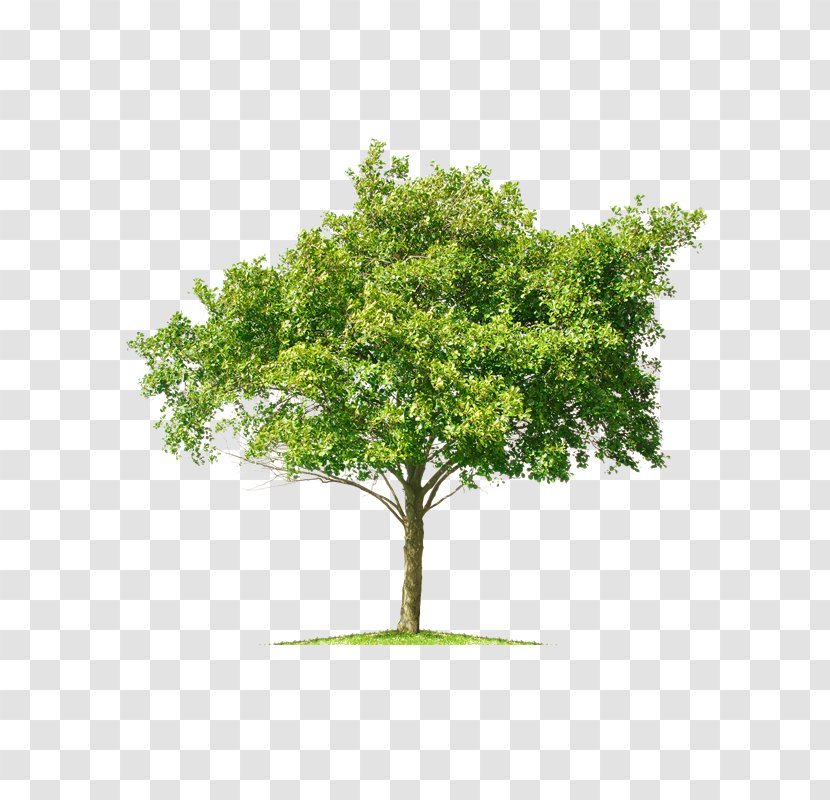 Stock Photography Tree Mangifera Indica - Cherry Plum - Ue Transparent PNG