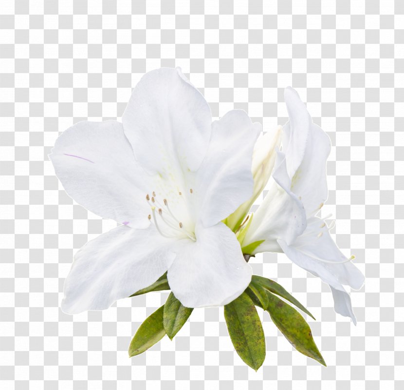 Stock Photography Royalty-free Flower - Plant Transparent PNG