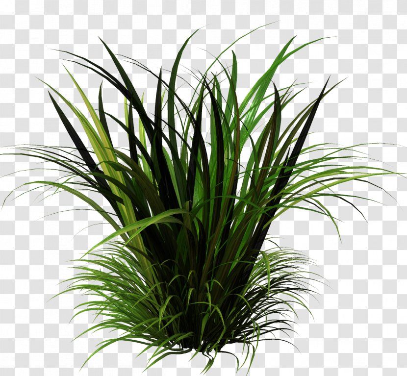Sweet Grass Herbaceous Plant Lawn Vetiver - Aquarium Decor - Ce Transparent PNG