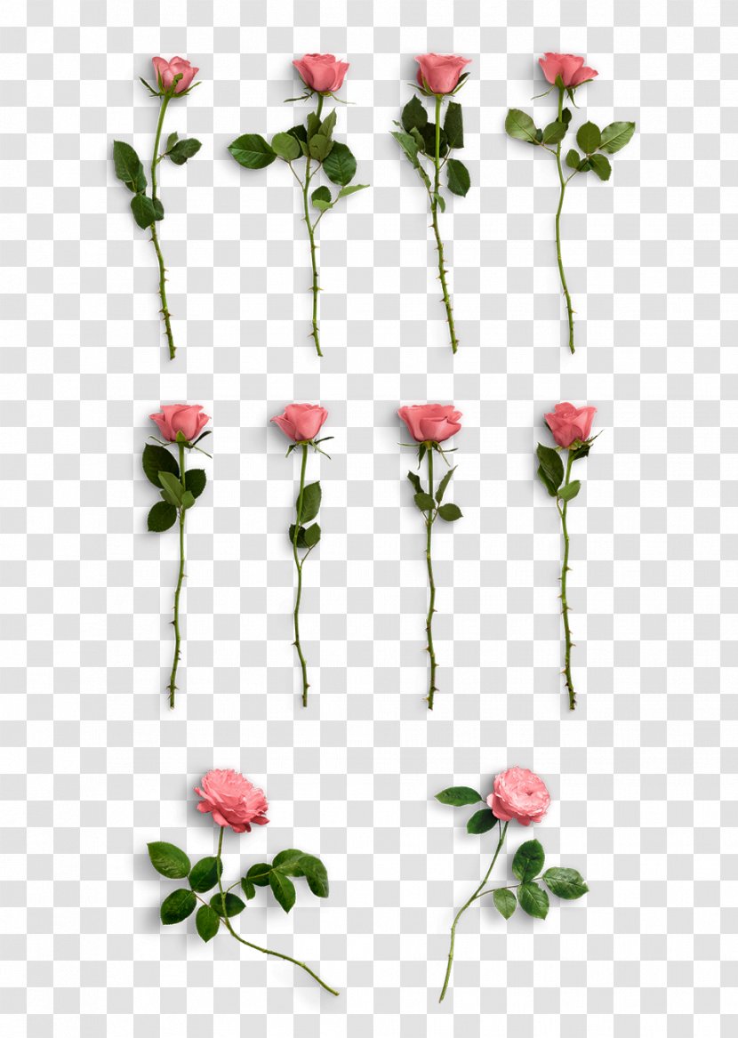 Rose Graphic Design Graphics Pink - Flower Transparent Transparent PNG