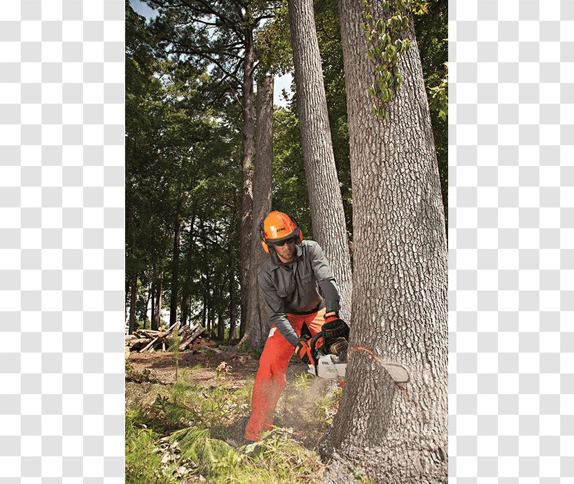 Chainsaw Stihl Felling Saw Chain Tree Transparent PNG