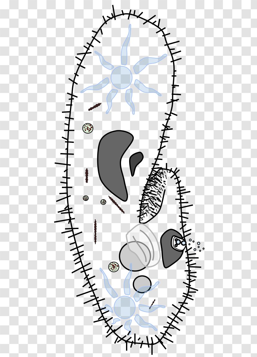 Clip Art Eye Image Illustration Vector Graphics - Paramecium - Artistics Badge Transparent PNG