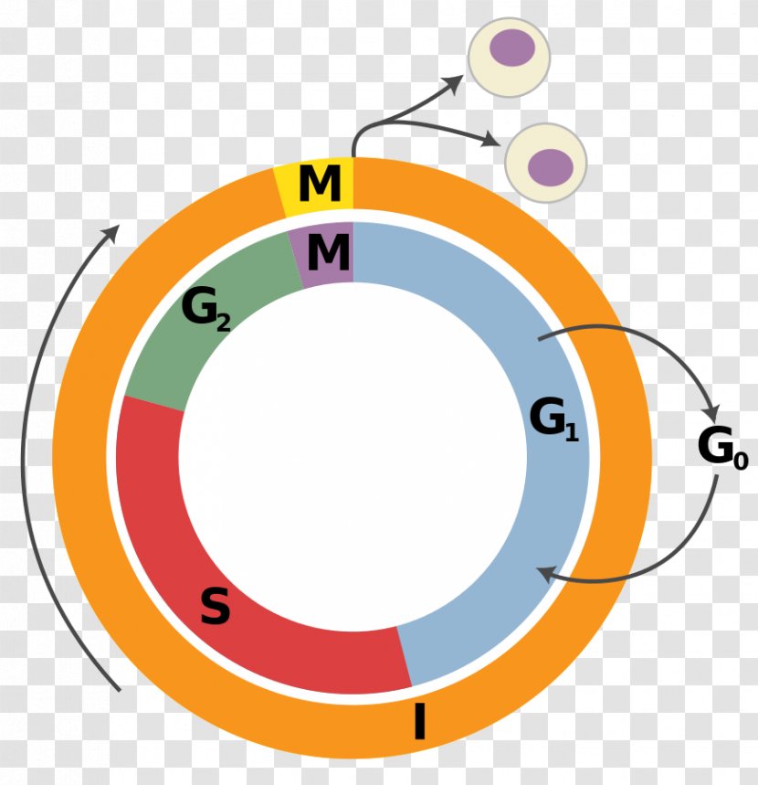Cell Cycle Interphase Division Mitosis - Nucleus Transparent PNG