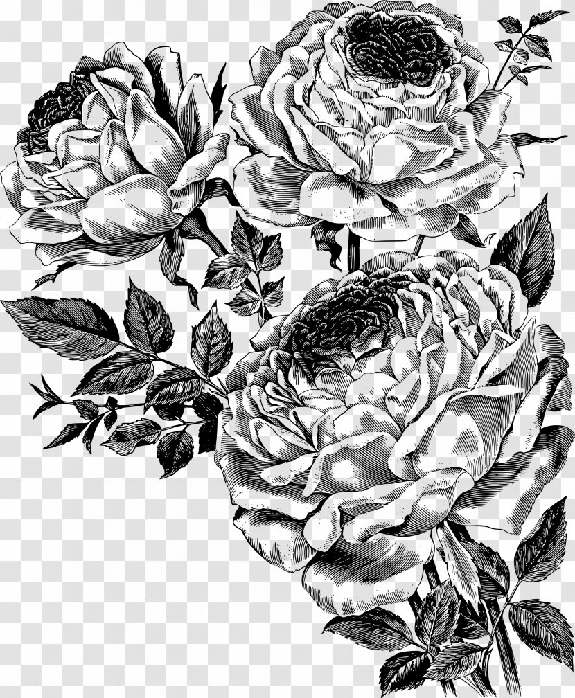 Drawing Flower Royalty-free - Monochrome Photography - Rose Vector Transparent PNG