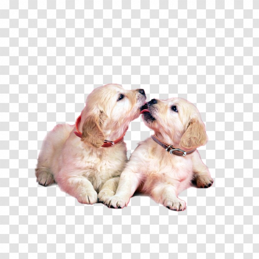 Blog Friendship Morning Love - Labrador Retriever - Only Two Dogs Transparent PNG