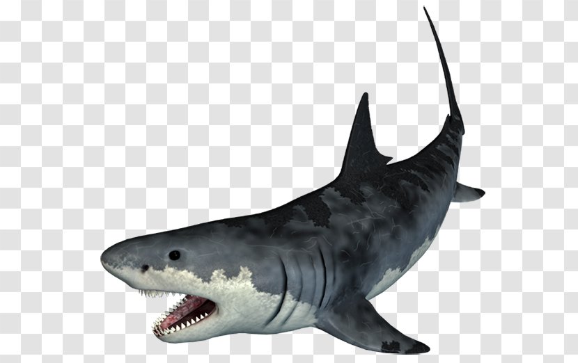 Tiger Shark Adobe Photoshop Cartilaginous Fishes - Anatomy Transparent PNG