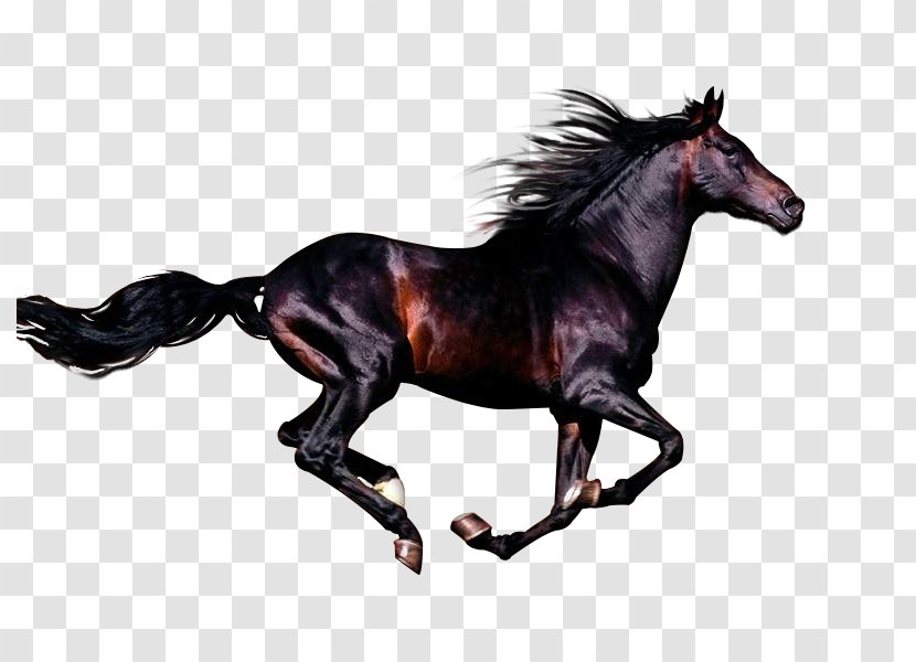 Arabian Horse Andalusian Azteca Stallion Rocky Mountain - Animal Figure - Mustang Transparent PNG