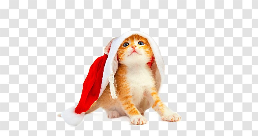 Cat Puppy Kitten Santa Claus Dog - Animal - Christmas Transparent PNG