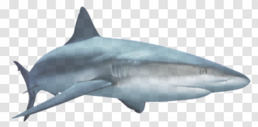 Great White Shark Royalty-free Clip Art - Tiger Transparent PNG