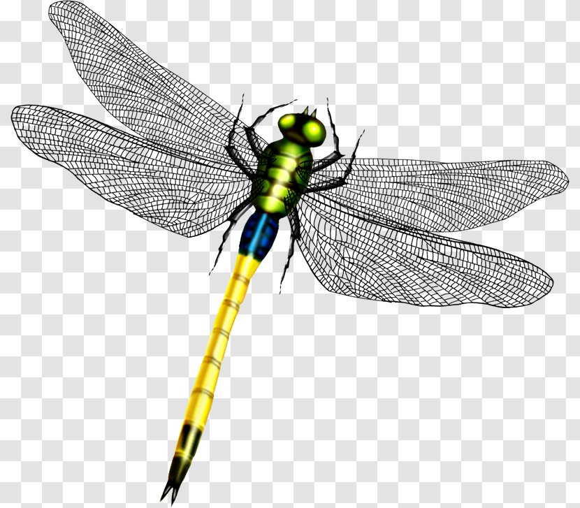 Dragonfly Wing Icon - Pest - Beautiful Wings Transparent PNG