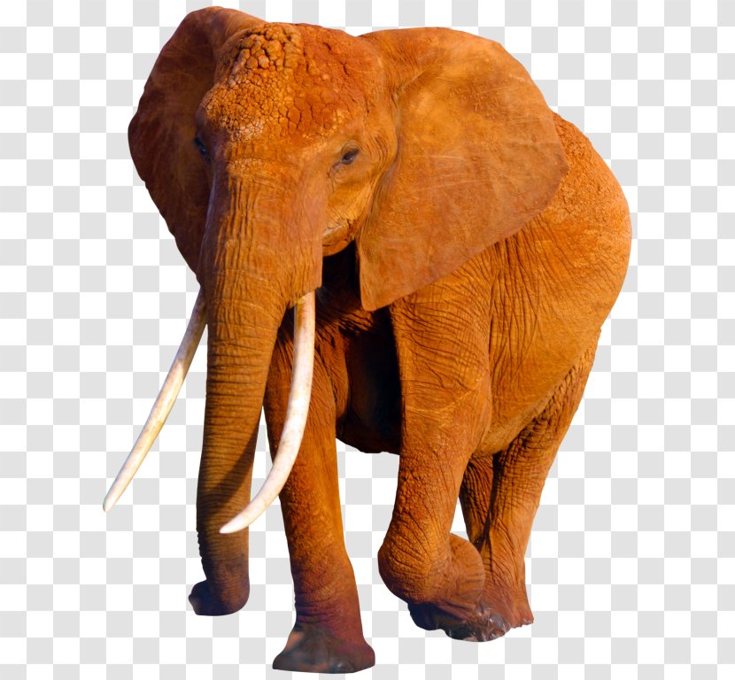 African Elephant World Day Poaching Indian Transparent PNG