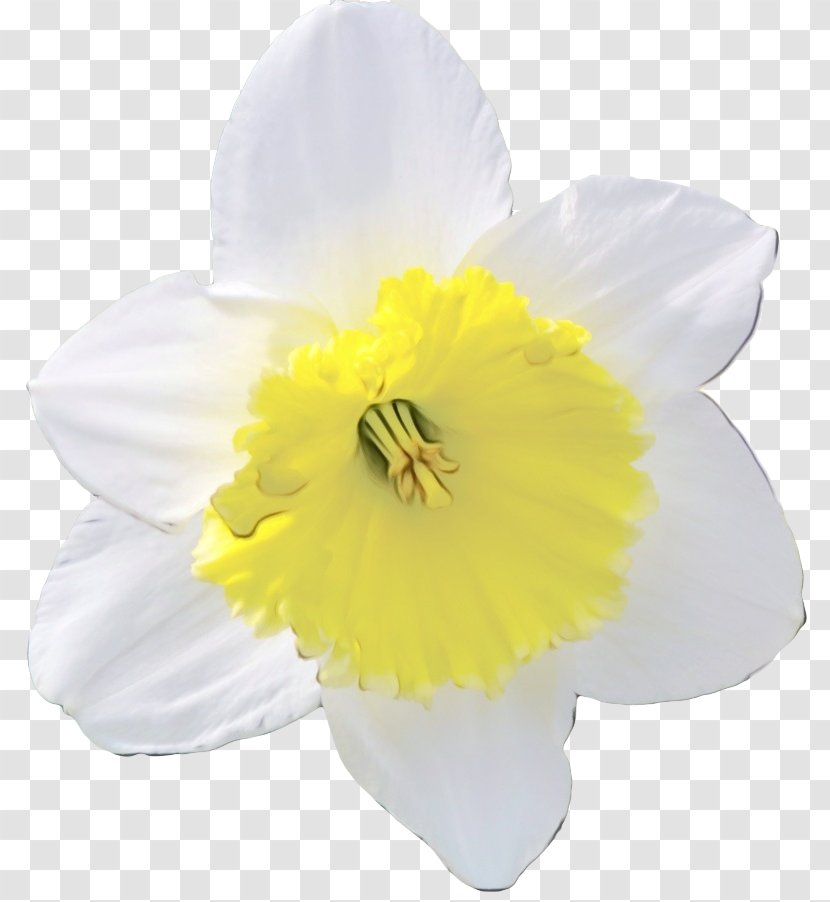 White Yellow Petal Flower Narcissus - Wildflower Amaryllis Family Transparent PNG