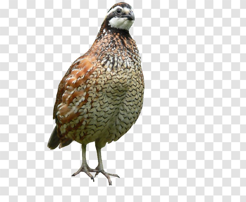 Common Quail Northern Bobwhite Spot-bellied Crested - Egg Transparent PNG