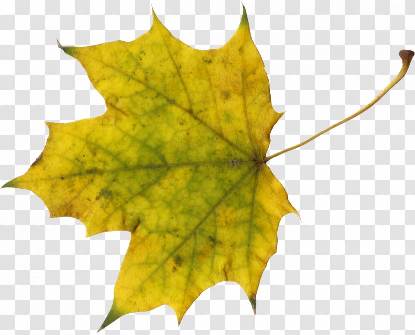 Sugar Maple Leaf Autumn Transparent PNG