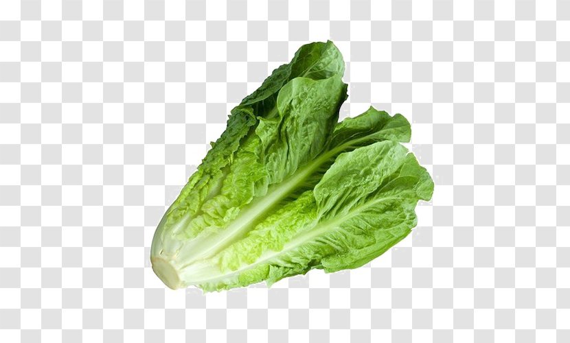 Romaine Lettuce Mesclun Leaf Vegetable Red - Spinach Transparent PNG