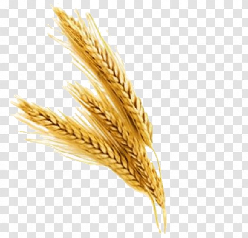 Wheat Clip Art Image - Oat Transparent PNG