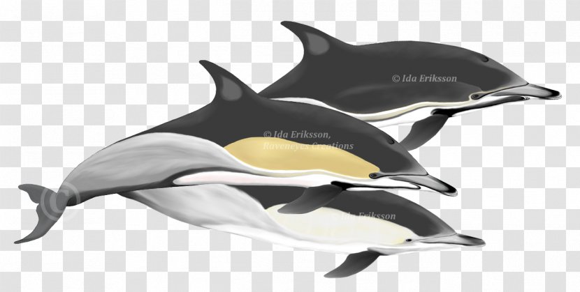 Short-beaked Common Dolphin Tucuxi Rough-toothed Wholphin Spinner Transparent PNG