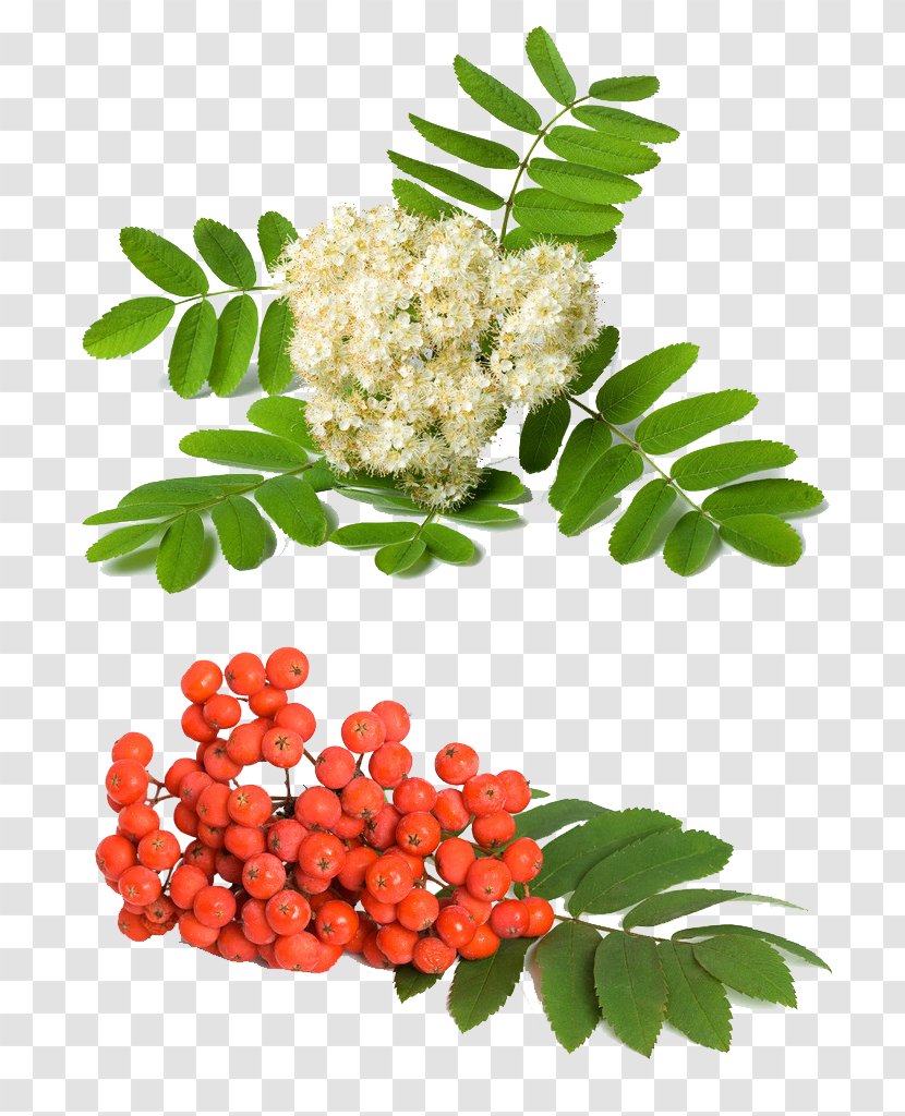 Rowan Sorbus Aucuparia Domestica Fraxinus Americana Aria - Shutterstock - Green Herbs Transparent PNG