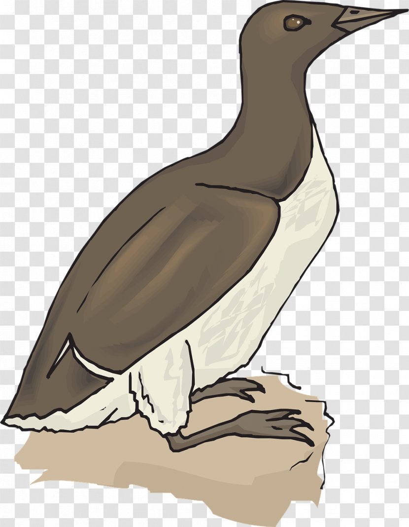 Duck Goose Bird Clip Art - Wildlife Transparent PNG