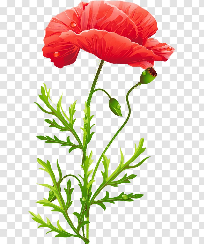 Poppy Flower - Photography - Poppies Transparent PNG