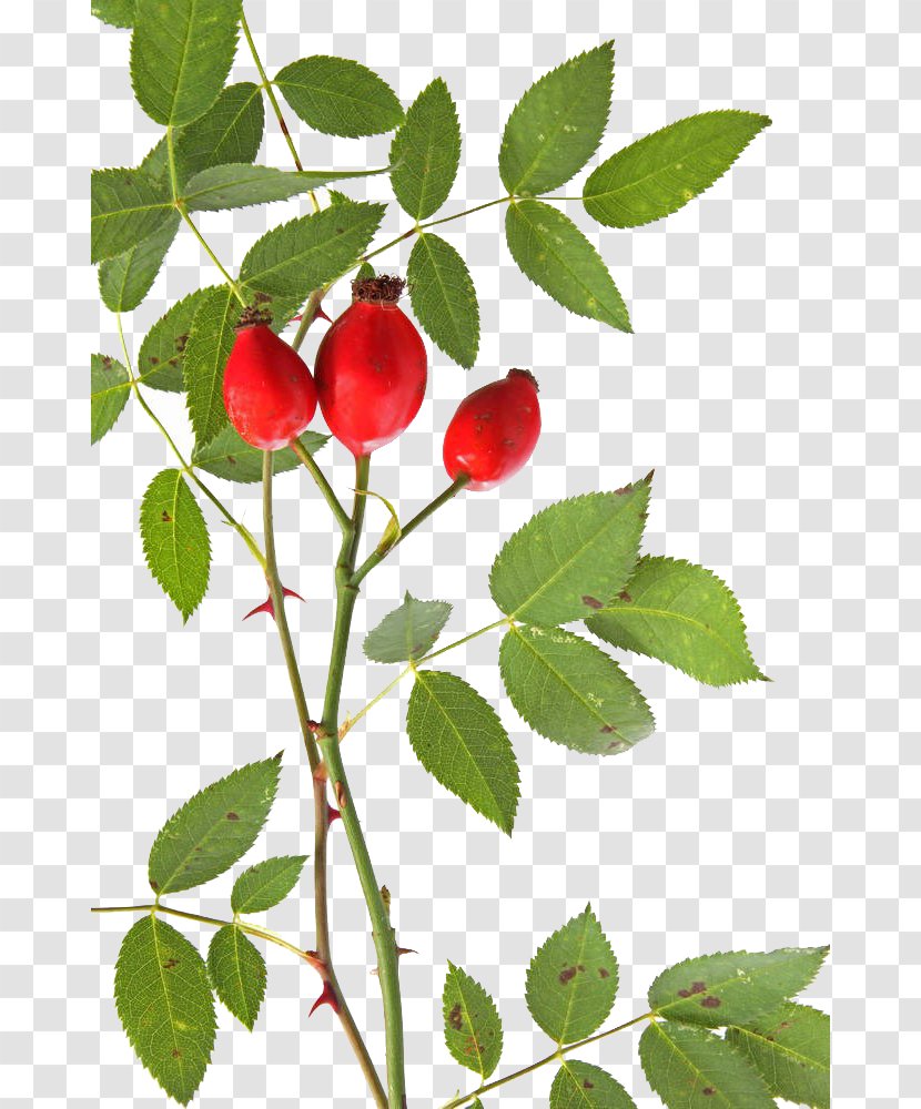 Rose Hip Dog-rose Alpine Stock Photography Thorns, Spines, And Prickles - Auglis - Free Fresh Hips To Pull Material Transparent PNG
