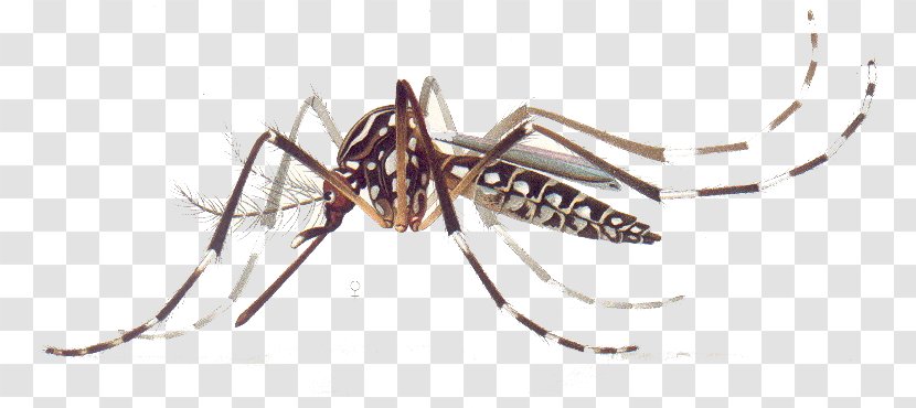 Yellow Fever Mosquito Dengue Zika Virus Chikungunya Infection - Transmission - Vector Transparent PNG