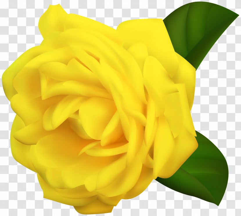 Yellow Garden Roses Clip Art - Postgul - Rose Transparent Clipart Image Transparent PNG