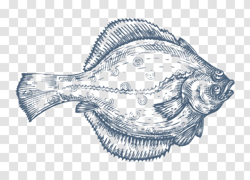 Flatfish Drawing Flounder - Fish Transparent PNG