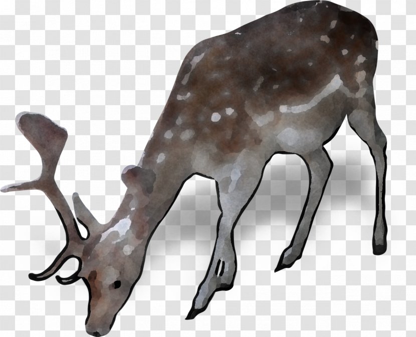 Reindeer - Wildlife - Musk Deer Whitetailed Transparent PNG