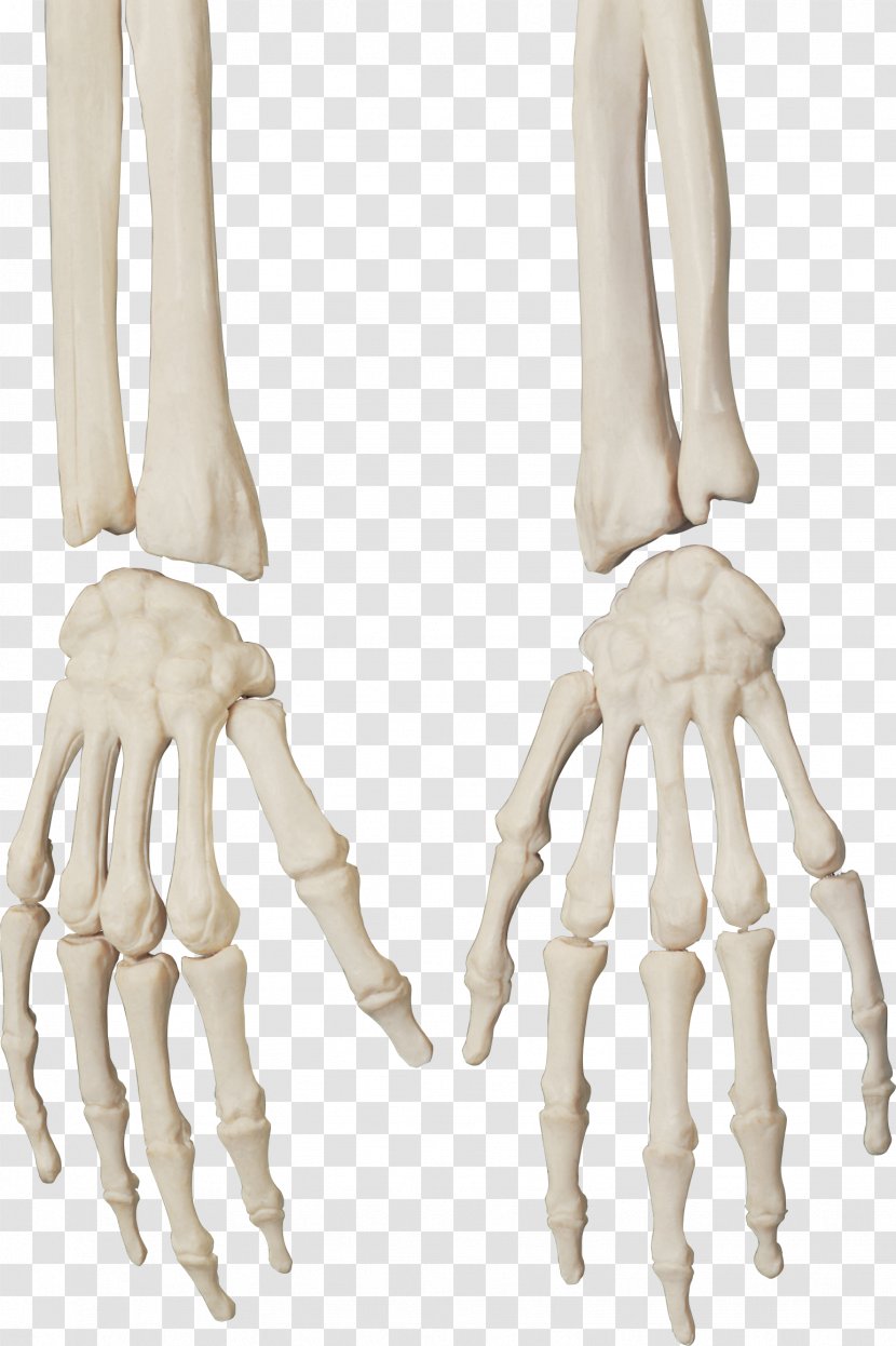 Human Skeleton Bone Skull - Ulna - Bones Transparent PNG