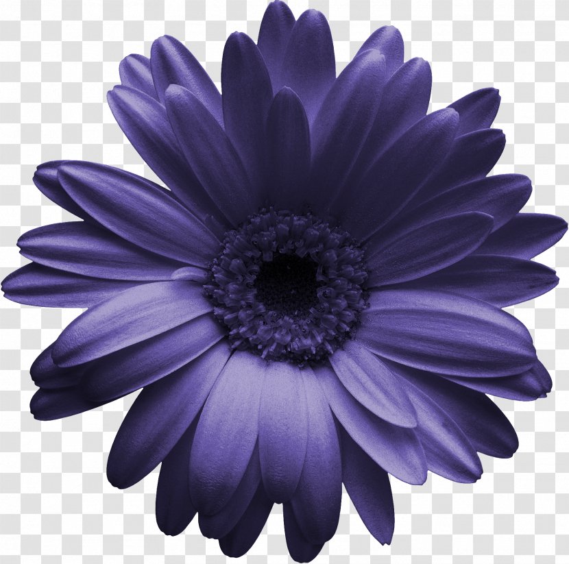 Transvaal Daisy Gerber Format Chrysanthemum Clip Art - Purple Flower Transparent PNG