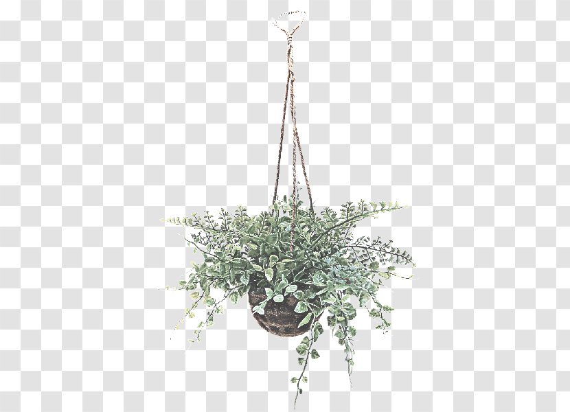 Lighting Plant Light Fixture Chandelier Leaf - Grass - Ceiling Transparent PNG