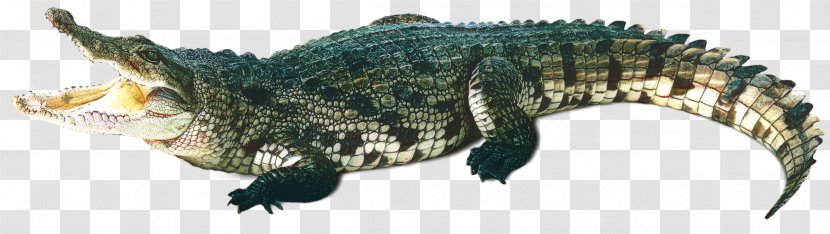 Picsart Background - American Crocodile - Fish Transparent PNG