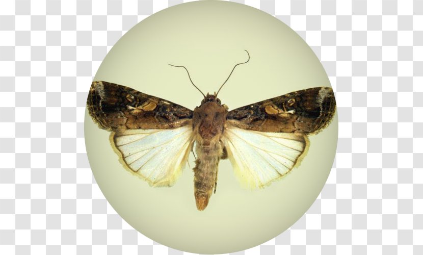 Moth Fall Armyworm African Insect Butterfly - Wheat Waves Transparent PNG