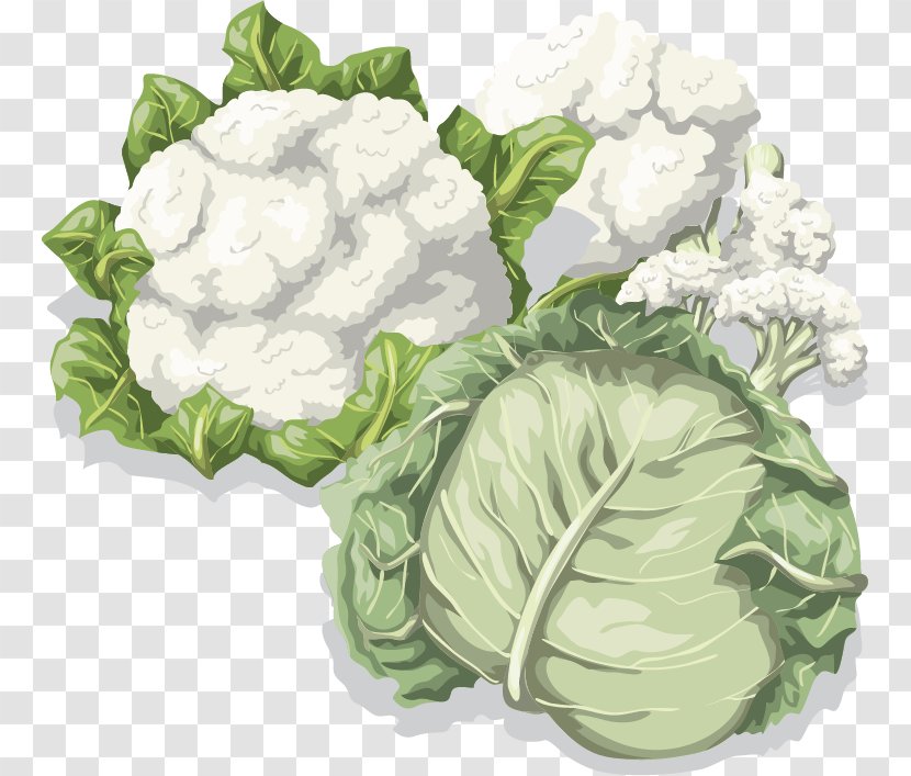 Cabbage Cauliflower Vegetable Food - Brassica Oleracea - Vector Material Transparent PNG