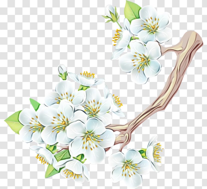 White Flower Blossom Plant Branch - Petal - Cut Flowers Transparent PNG