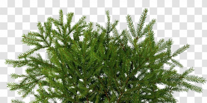 Fir Spruce Pine Yolki Conifer Cone - Family - Twig Transparent PNG