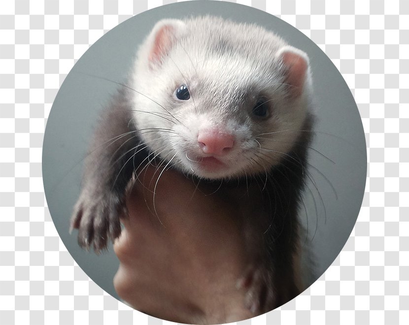 Ferret Weasels Mink Whiskers Fur Transparent PNG