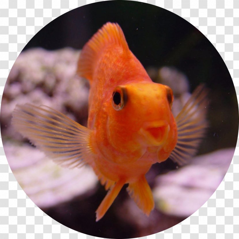 Goldfish Cypriniformes Aquarium Ornamental Fish - Feeder Transparent PNG
