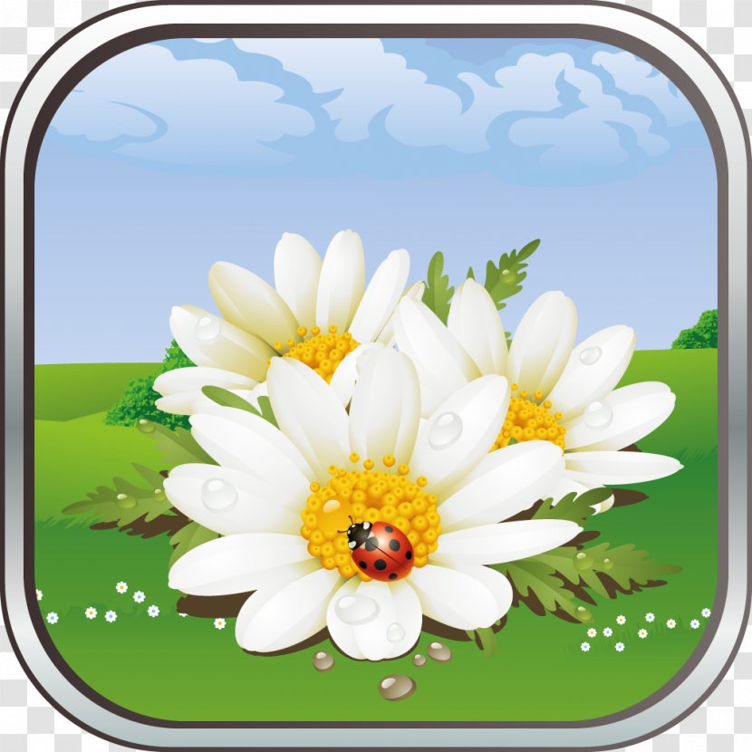 Flower Desktop Wallpaper Chamomile - Floral Design Transparent PNG